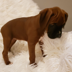 Boxer Puppy Noel