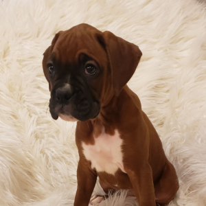 Boxer Puppy Noel