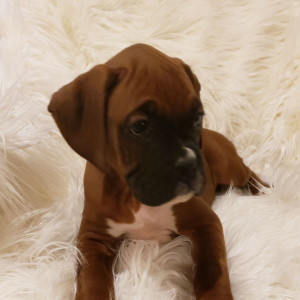 Boxer Puppy Noel