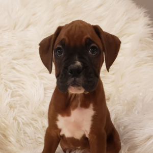Boxer Puppy Noel