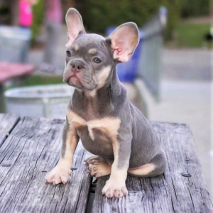 French Bulldog Puppy Cody