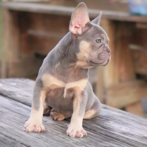 French Bulldog Puppy Cody