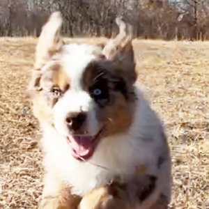 Australian Shepherd Puppy Rex
