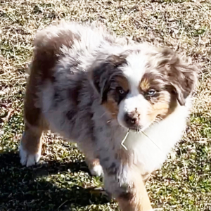 Australian Shepherd Puppy Rex