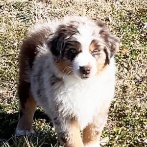 Australian Shepherd Puppy Rex