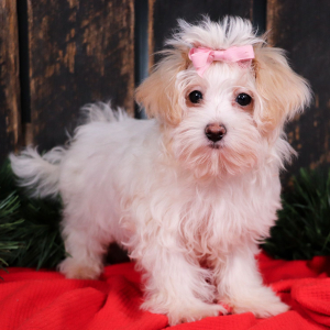 Maltipoo Puppy Joelle