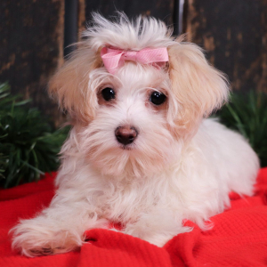 Maltipoo Puppy Joelle