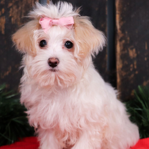 Maltipoo Puppy Joelle