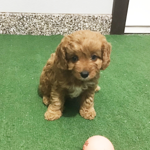 Cavapoo Puppy Glen