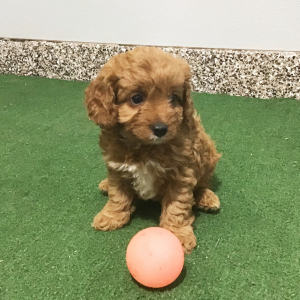 Cavapoo Puppy Glen