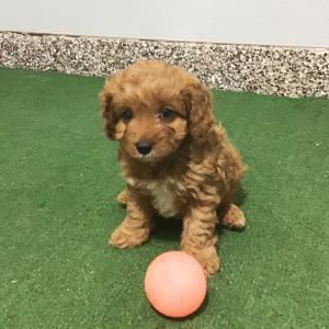 Cavapoo Puppy Glen