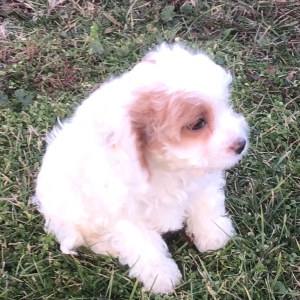 Cavapoo Puppy Grace