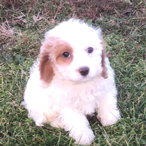 Cavapoo Puppy Grace