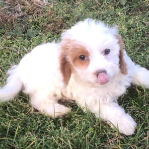 Cavapoo Puppy Grace