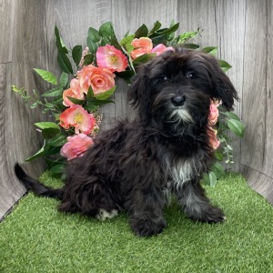 Havanese Puppy Oneisha
