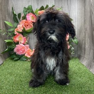 Havanese Puppy Oneisha