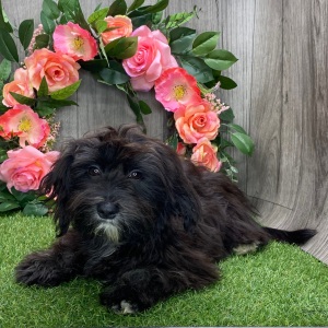 Havanese Puppy Oneisha