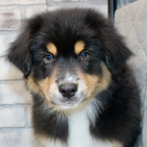 Australian Shepherd Puppy Dante