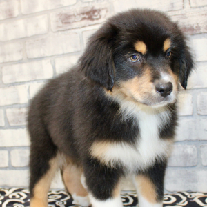 Australian Shepherd Puppy Dante