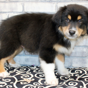 Australian Shepherd Puppy Dante