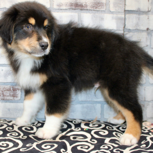 Australian Shepherd Puppy Dante