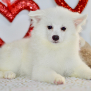 American Eskimo Dog Puppy Lacey