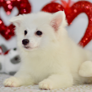 American Eskimo Dog Puppy Lacey