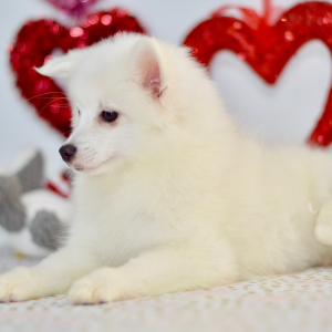 American Eskimo Dog Puppy Lacey