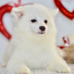 American Eskimo Dog Puppy Lacey