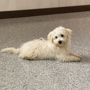 Havanese Puppy Landon