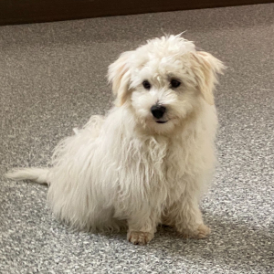 Havanese Puppy Landon