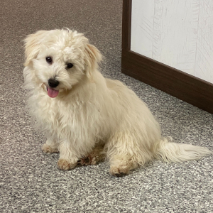 Havanese Puppy Landon