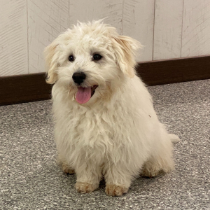Havanese Puppy Landon