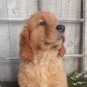 Golden Retriever Puppy Ezra