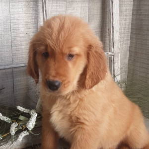 Golden Retriever Puppy Ezra