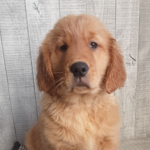 Golden Retriever Puppy Ezra