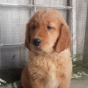 Golden Retriever Puppy Ezra