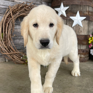 Golden Retriever Puppy Dora