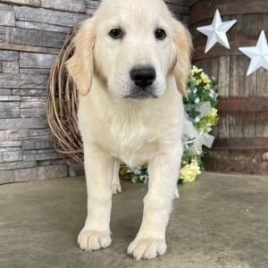 Golden Retriever Puppy Dora