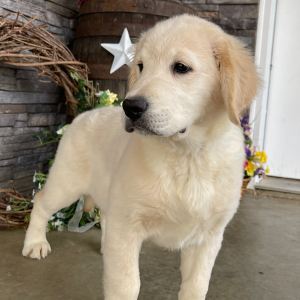 Golden Retriever Puppy Dora