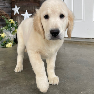 Golden Retriever Puppy Dora