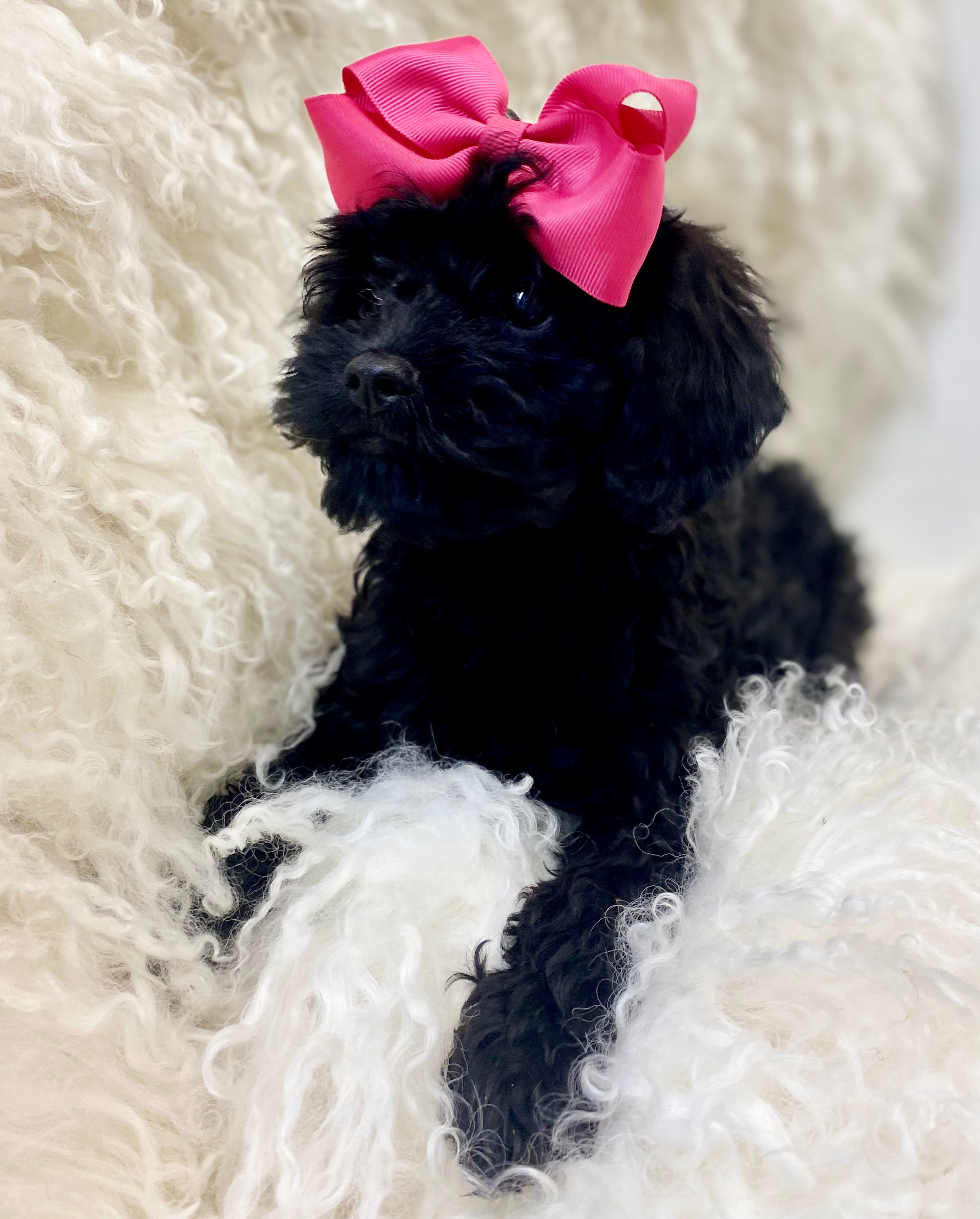 cavapoo stuff