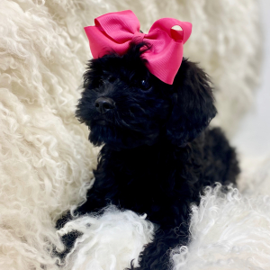 Cavapoo Puppy Airis