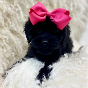 Cavapoo Puppy Airis