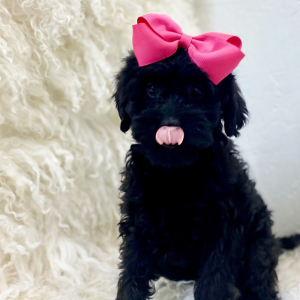 Cavapoo Puppy Airis