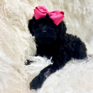 Cavapoo Puppy Airis