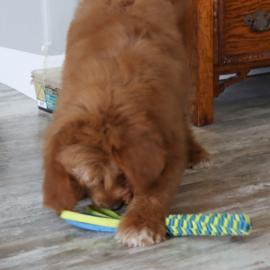 Goldendoodle Puppy Grayson