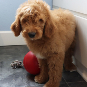 Goldendoodle Puppy Grayson