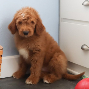Goldendoodle Puppy Grayson