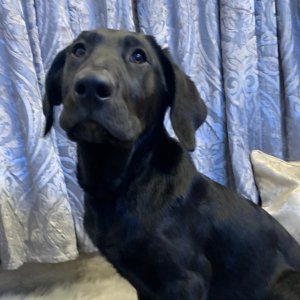 Labrador Retriever Puppy Velvet